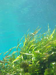 How to get kelp in minecraft? What are the benefits of kelp in minecraft?