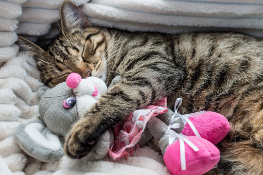 How to choose the right cat toy?