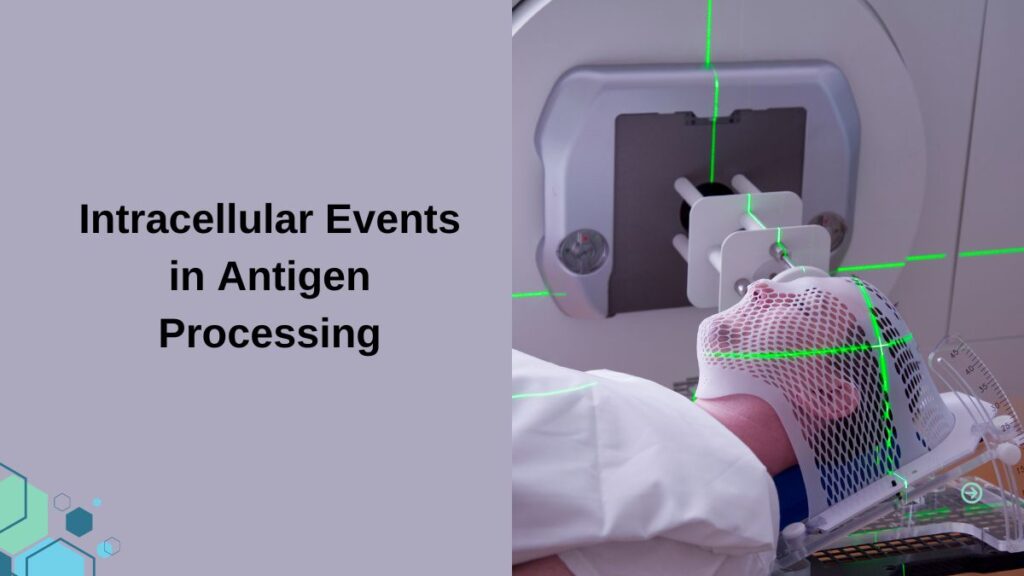 Intracellular Events in Antigen Processing