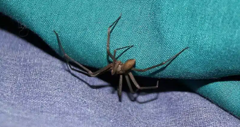 How to Stop Spiders from Building Webs Indoors Spiders